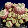 Sulcorebutia_raushii_violac